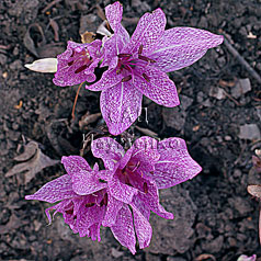 COLCHICUM variegatum