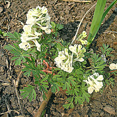 CORYDALIS angustifolia angustifolia