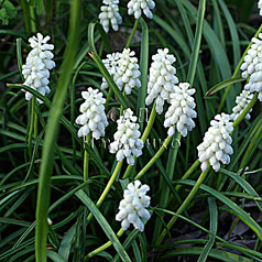MUSCARI botryoides (L.) Mill f. album Sweet