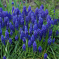 MUSCARI botryoides (L.) Mill