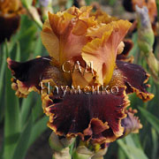 CULTIVAR No5527