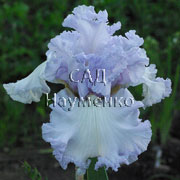 CULTIVAR No5532